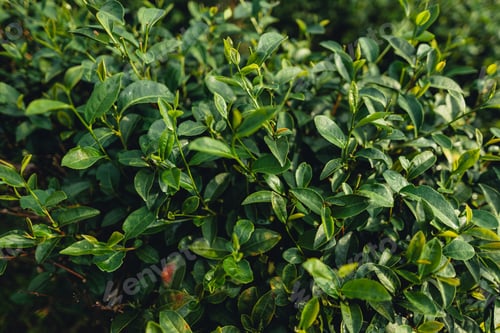 Preview: Tea leaves in the plantation