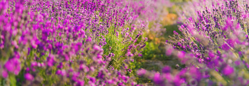 Preview: nature