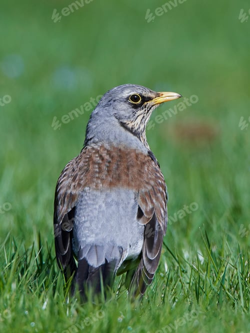 Preview: Fieldfare (Turdus pilaris)
