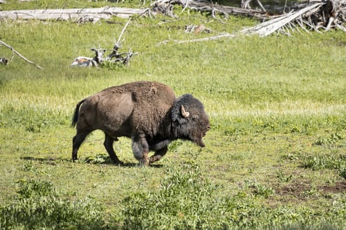 Preview: Bison walks in field.
