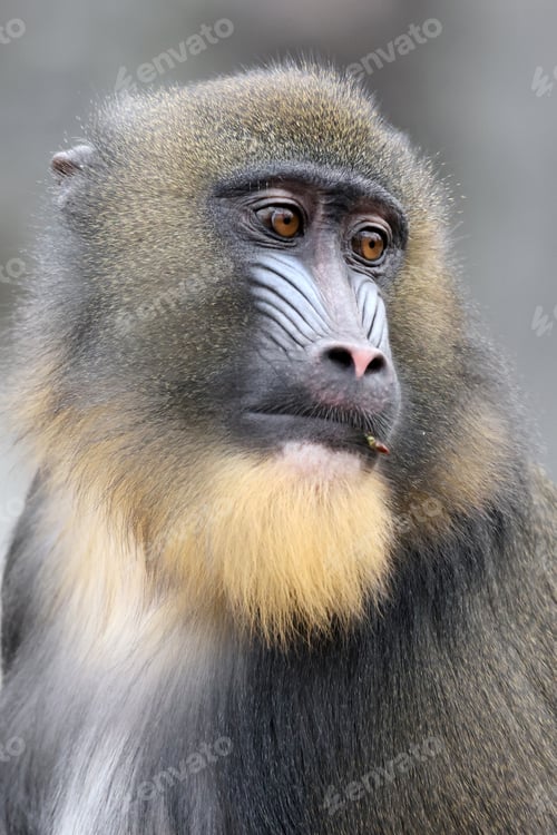 Preview: A mandrill (Mandrillus sphinx) portrait