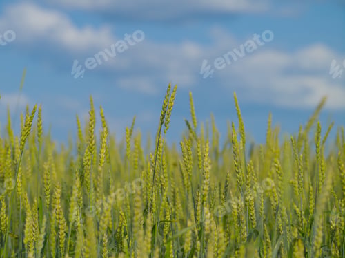 Preview: Spikes of ripe rye on a summer evening