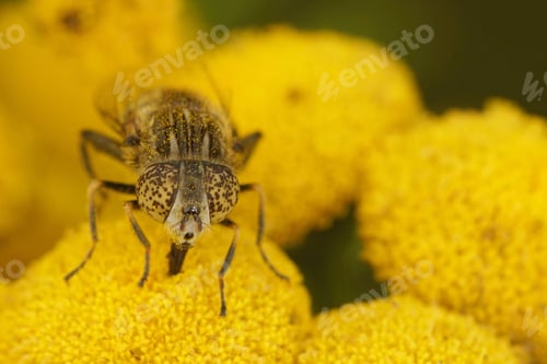 Preview: Closeup on the Common Spotty-eyed hoverfly