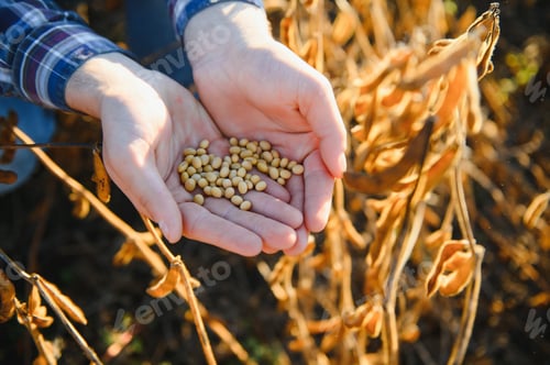 Preview: Agronomist inspecting soya bean crops growing in the farm field.