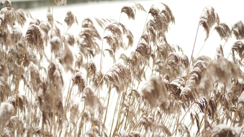 Preview: A field of grass flowers in aesthetic nature. An inspirational nature image for aesthetic of winter