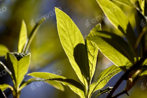 Preview: New Green Spring Leaves