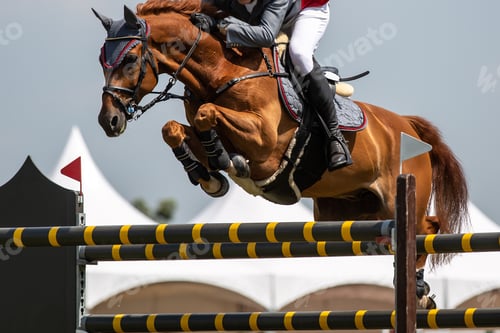 Preview: Horse Jumping, Equestrian Sports, Show Jumping themed photo.