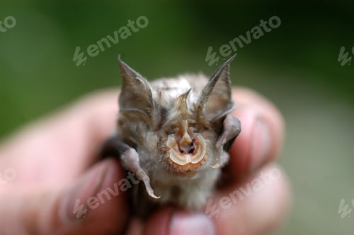Preview: Chiropterologist holding and studying a bat in his hands