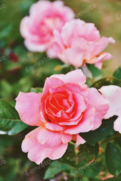 Preview: beautiful fresh decorative rose close-up. a bouquet of roses and several flowers from roses.