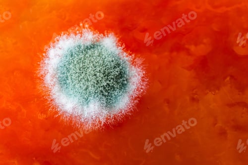 Preview: Macro Shot Of Mold On Orange Marmalade