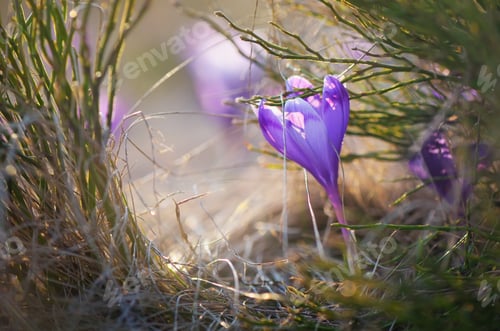Preview: Crocus in the grass