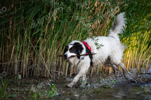 Preview: happy white dog playing in lake