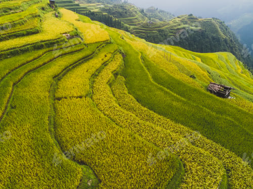 Preview: Beautiful terrace rice field with small houses in China