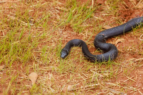 Preview: A black Pantherophis alleghaniensis slithered through South Carolina area, blending in with summer