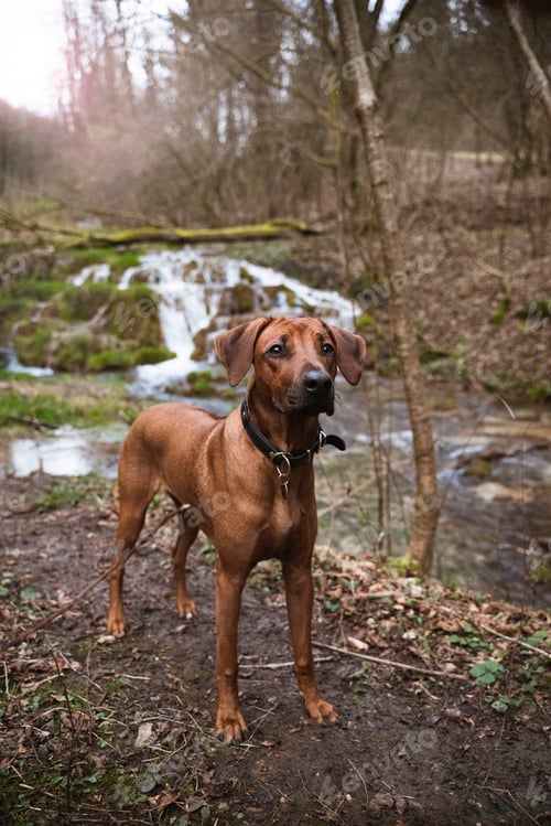 Preview: Selective of a Rhodesian Ridgeback near a waterfall