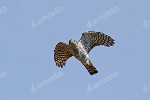 Preview: Eurasian sparrowhawk (Accipiter nisus)
