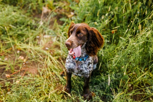 Preview: Russian brown spaniel lying in green grass in a field and lit by the setting sun