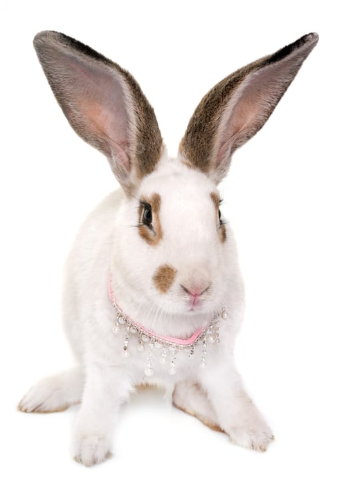 Preview: Checkered Giant rabbit