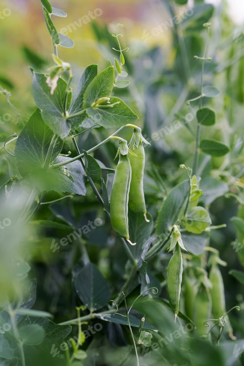 Preview: Fresh green peas in the garden.