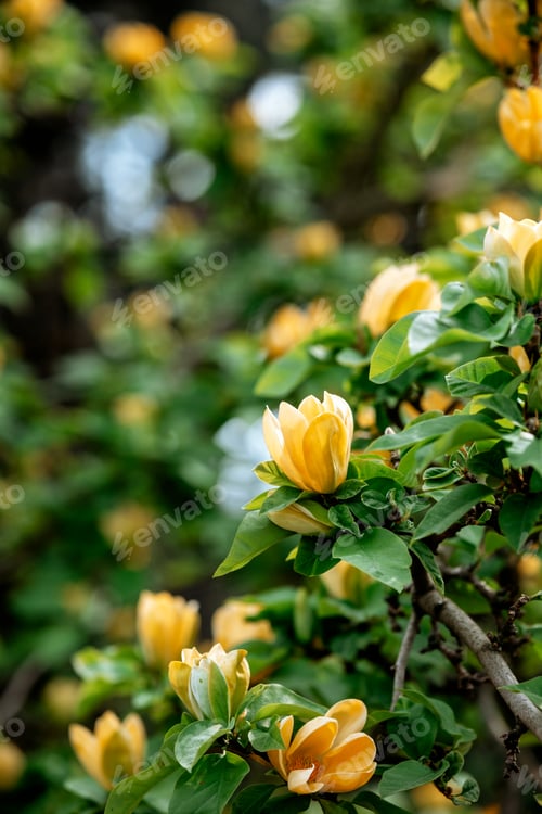 Preview: Colorful magnolia blossoms bloom vibrantly in lush garden setting during spring