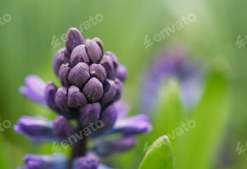 Preview: Grape Hyacinth in green house