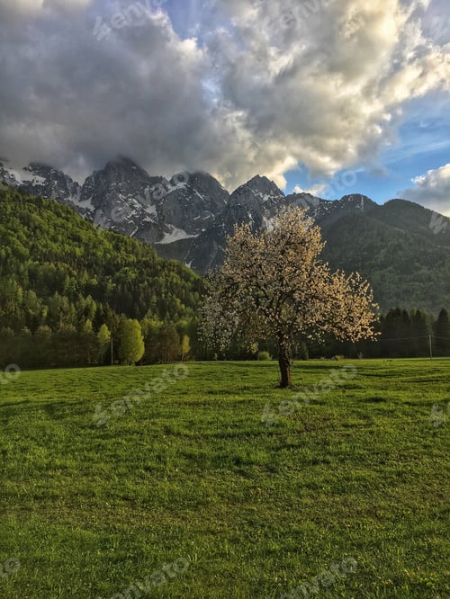 Preview: Cherry tree under the mountain.