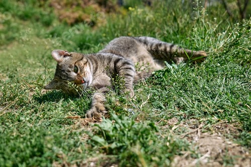 Preview: cat playing withStriped domestic gray cat having fun outdoors.