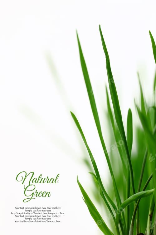 Preview: Few green blades of grass isolated on white