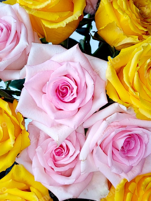Preview: top view of a beautiful bouquet of pink and yellow roses