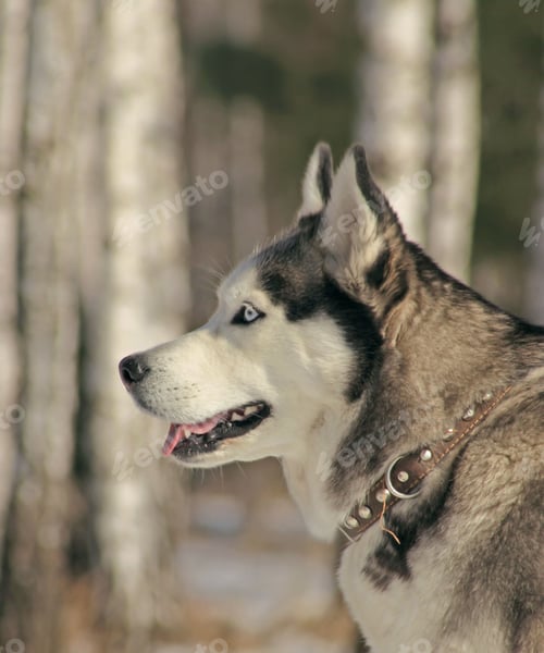 Preview: dog, siberian husky, pets, dogs, wilderness