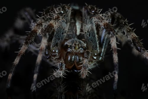 Preview: Cross spider (Araneus diadematus)