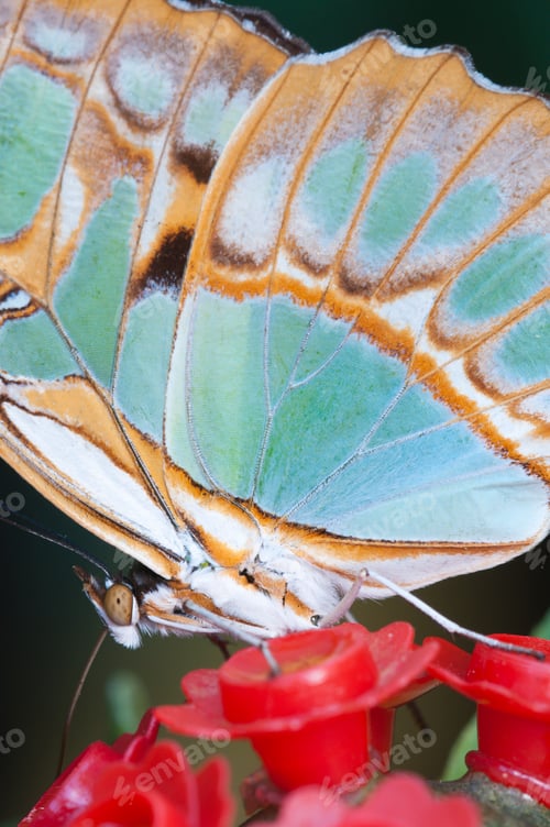 Preview: Macro of a Tropical Butterfly