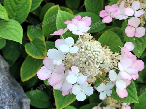 Preview: a close up of flowers next to rocks and bushes covered in leaves