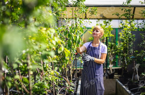 Preview: Garden center employee supervises the plants