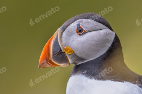Preview: Atlantic Puffin Portrait on green background