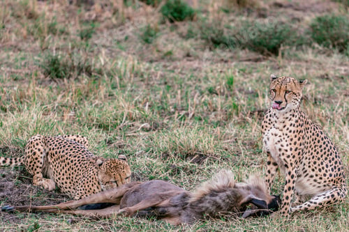 Preview: Cheetah Wildlife Wild Animas Maasai Mara National Game Reserve Kenya