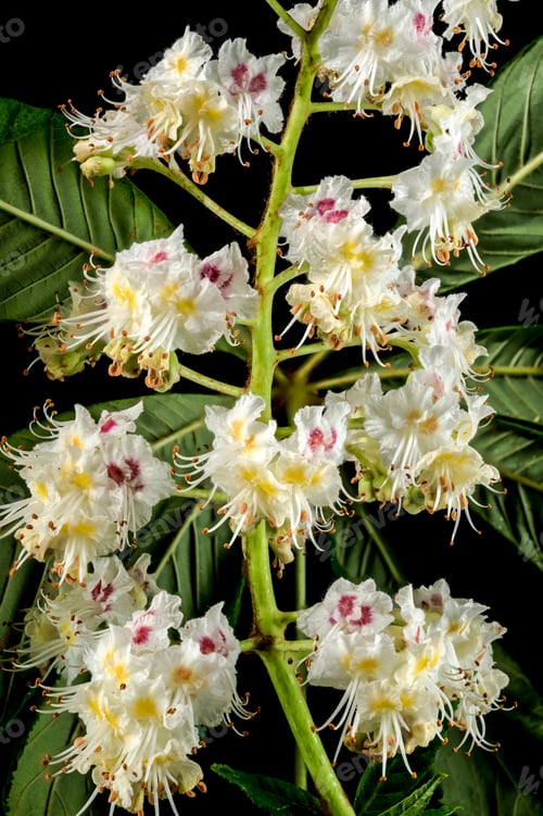 Preview: Blooming chestnut tree flowers on a black background