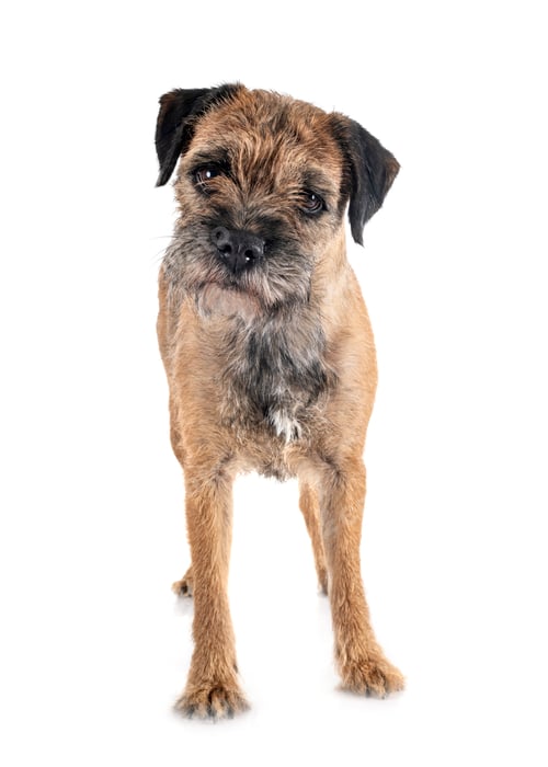 Preview: young border terrier