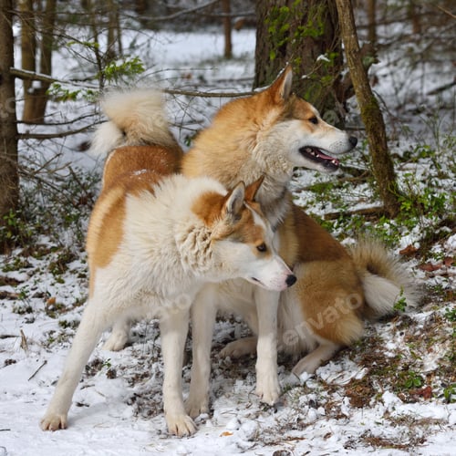 Preview: West Siberian Laika