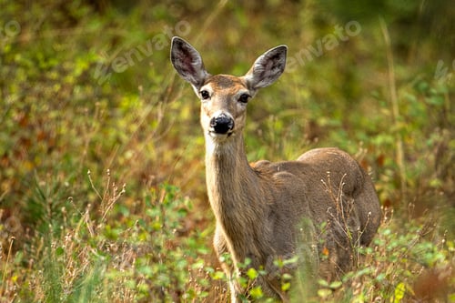 Preview: White tail deer among the brush.