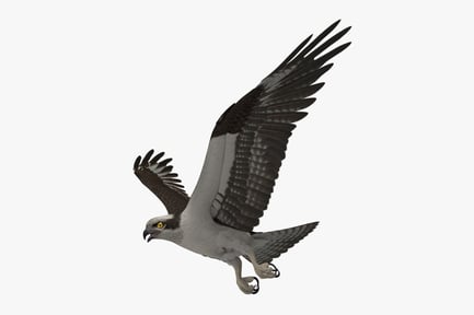 Preview: Soaring Osprey - Fish Hawk (Pandion Haliaetus)