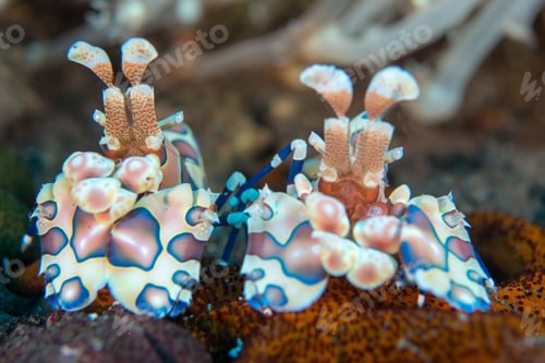 Preview: Amazing macro shot of a harlequin shrimp