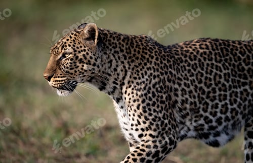 Vista previa: A Leopard in Africa