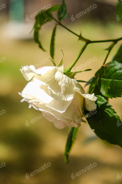 Preview: Delicate rose flowers in the garden.