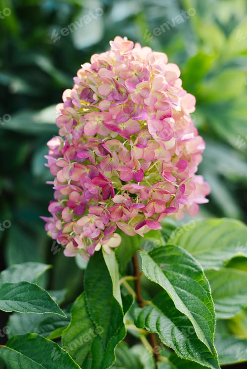 Preview: Pink and Rose Panicle Hydrangea Blooming in Garden
