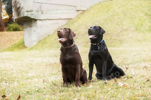 Preview: Labrador Retriever Dog breed on the field. Dog running on the green grass. Active dog outdoor.