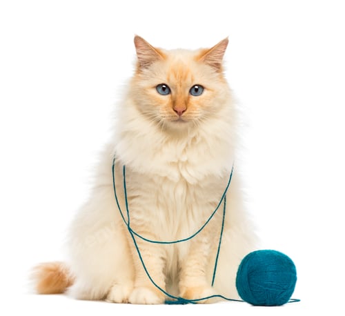 Preview: Birman sitting with ball of wool against white background