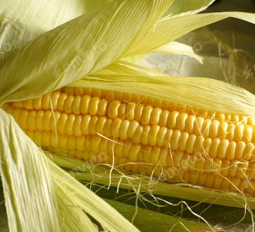 Preview: Sweet corn cobs on white background