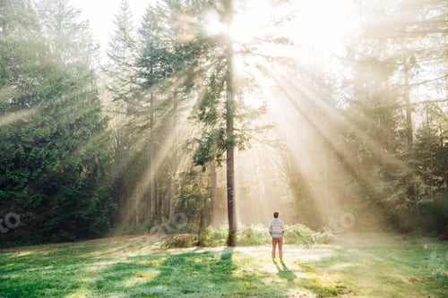 Preview: Man standing, looking at sunlight shining through trees, rear view, Bainbridge, Washington, USA
