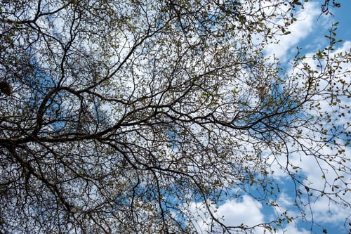 Preview: Bare tree branches, blue cloudy sky background, deciduous plants in winter